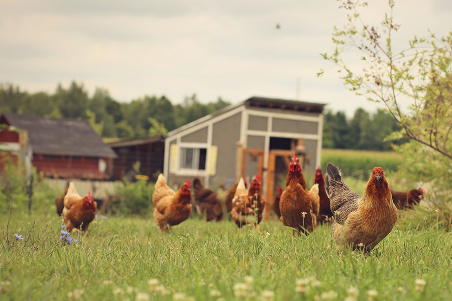 Méthodes techniques permettant de prolonger la période de ponte maximale des poules pondeuses