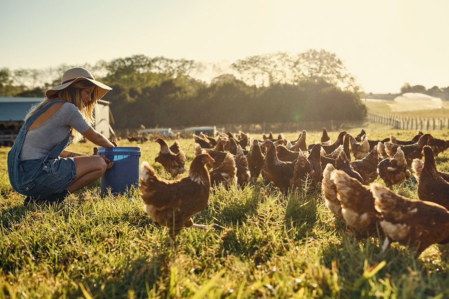 Discussion sur les facteurs et les méthodes pour améliorer l'uniformité des poulets de chair