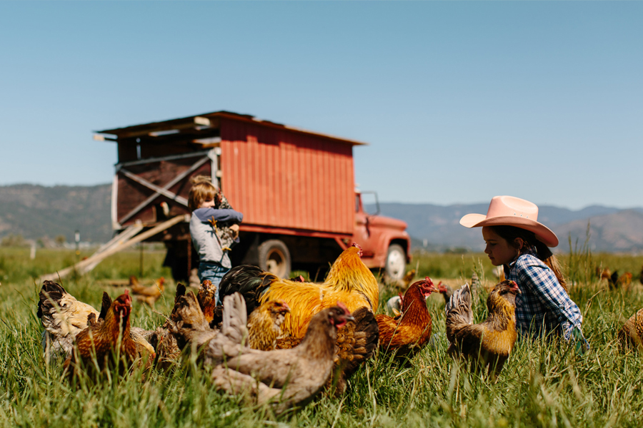 Contrôle des maladies du poulet dans les élevages de poulets Contrôle des maladies dans les élevages de poulets familiaux